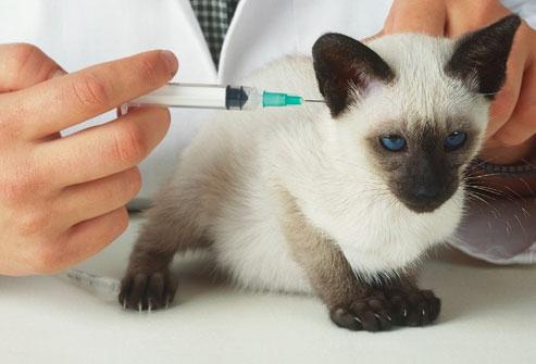 прививки котятам цены