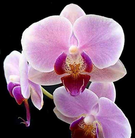 орхидея как заставить цвести 