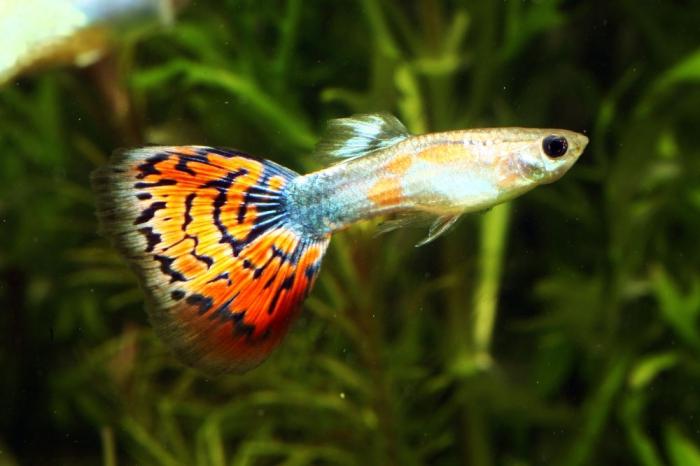 guppy aquarium fish care