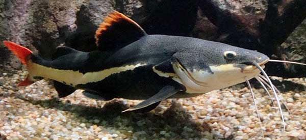 aquarium red-tailed catfish