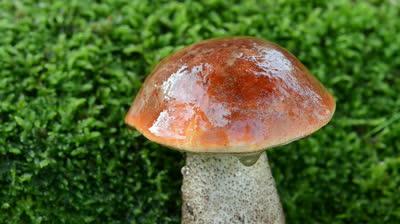 сколько растут грибы после дождя