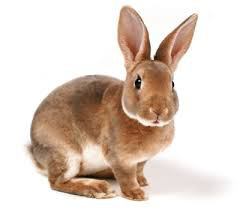 Отличие зайца от кролика фото наглядно
