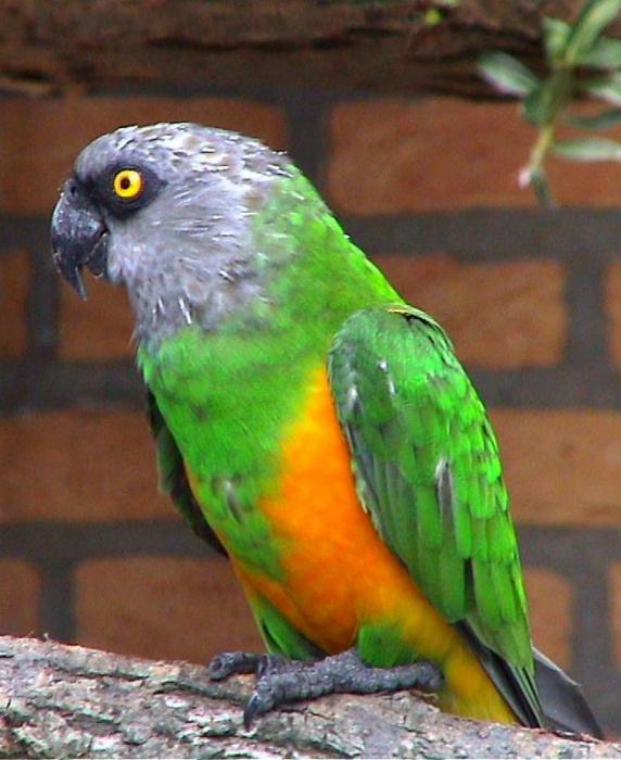 Senegalese parrot Price