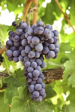 чем опрыскивать виноград осенью 
