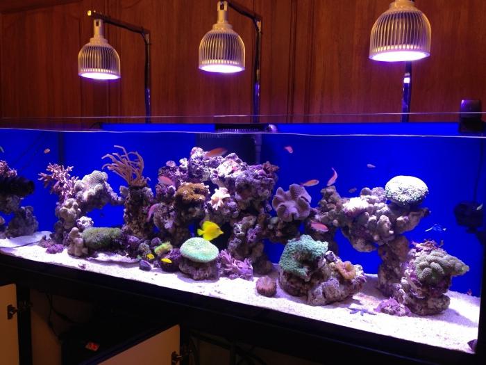 pendant light for aquarium