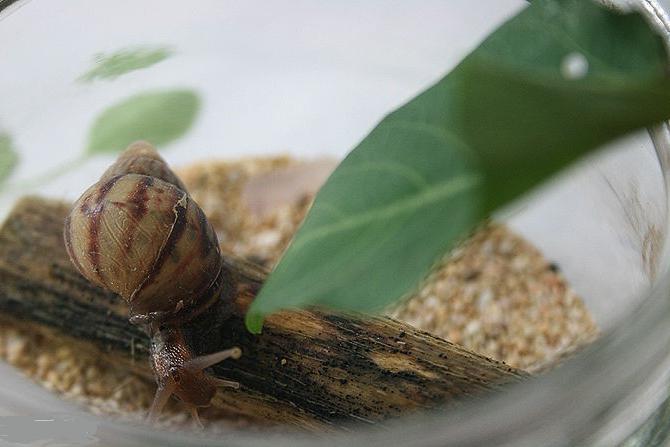 grape snails at home