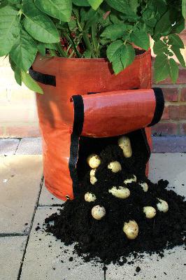 potatoes planted in a bag