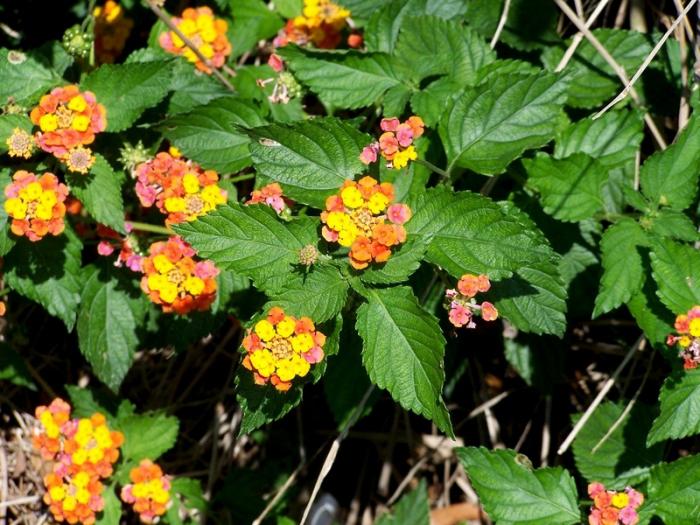 lantana flowers