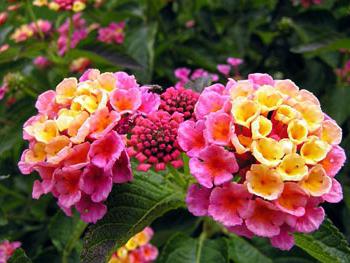 lantana flower