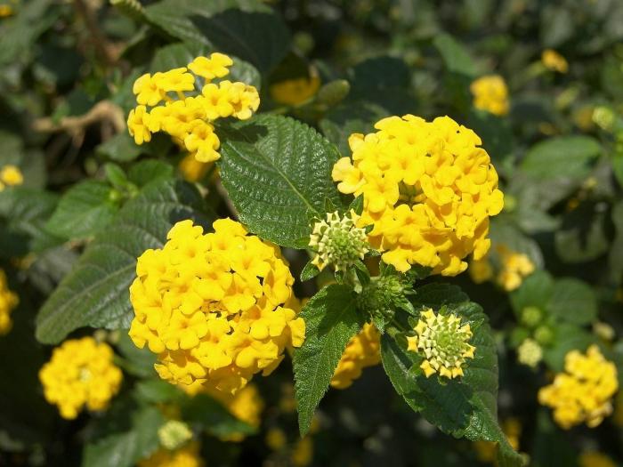 lantana flower photo