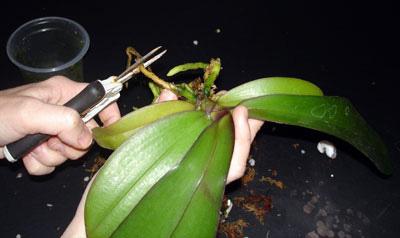 как пересадить phalaenopsis
