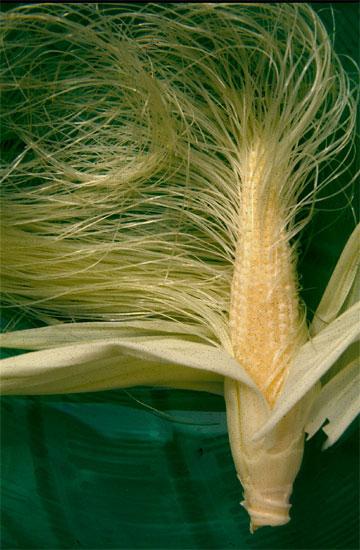 Почему у кукурузы волосы