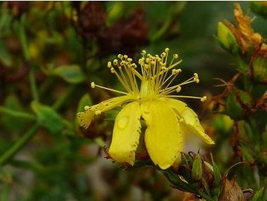 useful properties of hypericum and contraindications