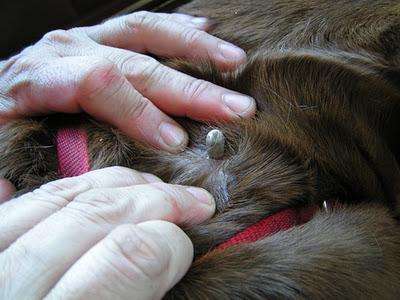 how to remove ticks in a dog