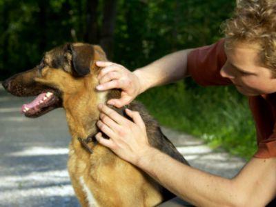 как избавить собаку от клеща