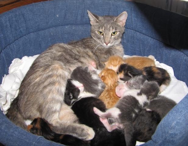 how to feed nursing cats