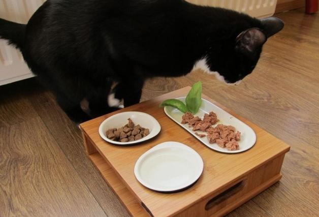 сколько нужно кормить кошку