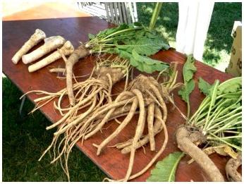 horseradish homemade cooking recipe