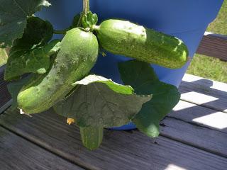 how to keep fresh cucumbers for the winter