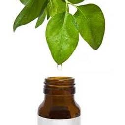 чайное дерево эфирное масло применение