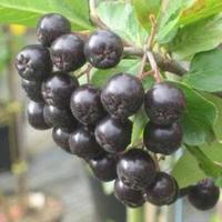 what is useful black mountain ash