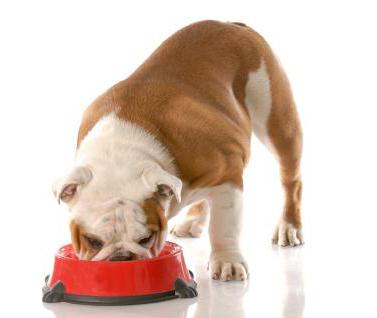 dog food our brand reviews