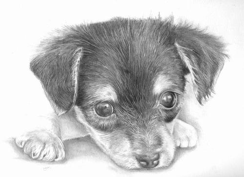 как нарисовать карандашом поэтапно щенка 