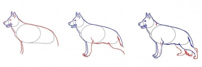  как нарисовать собаку карандашом поэтапно