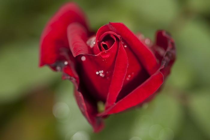 описание красной розы
