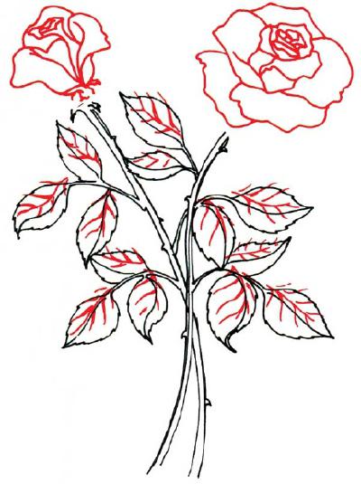Нарисовать растения клумбы карандашом
