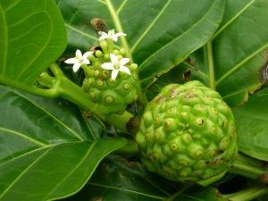 noni juice contraindications