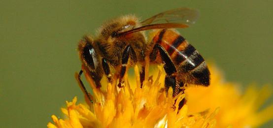 coniferous extract for bees