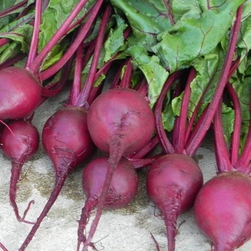 Is it possible to freeze beets for the winter