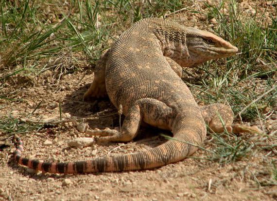 Ящерица пустынный крокодил
