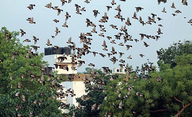 a pink starling looking for food is able to commit