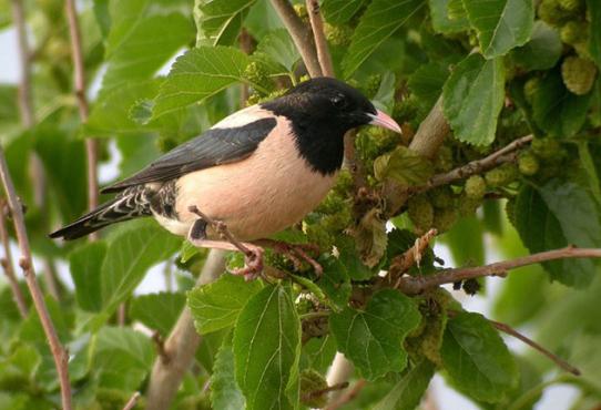 whether to reduce the number of pink starling