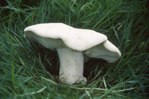 майский гриб 