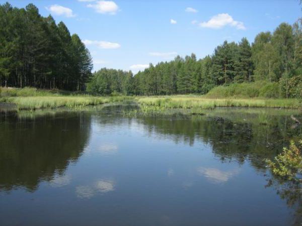 Rzhevsky forest park in St. Petersburg