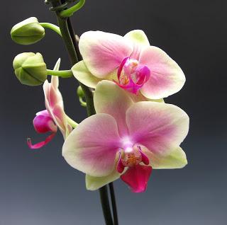 как заставить орхидею цвести повторно