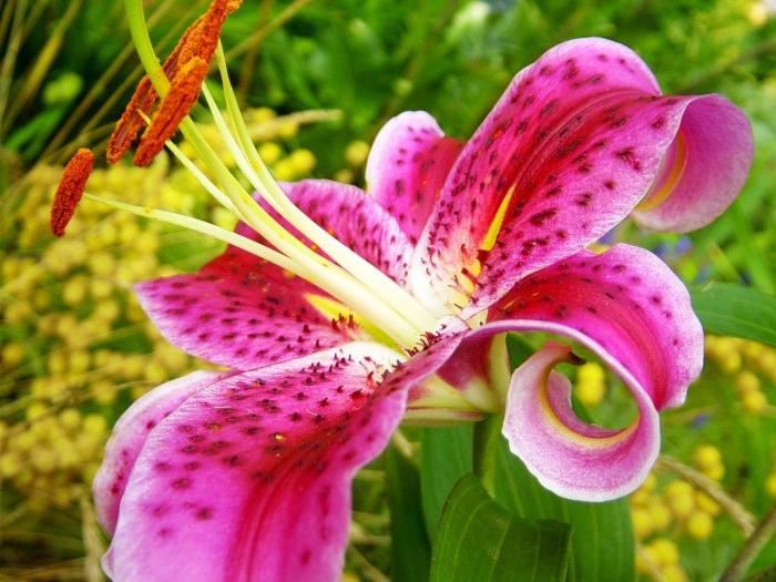 when to plant lily bulbs