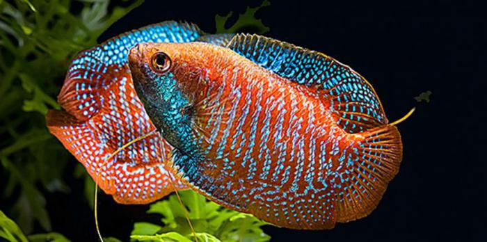 Lalius aquarium fish photo