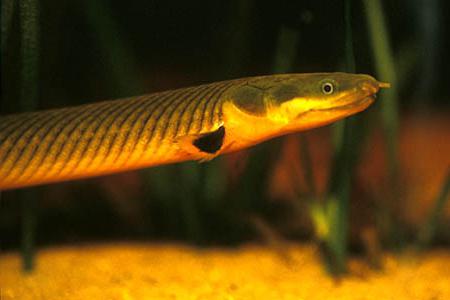 аквариумная рыба змея