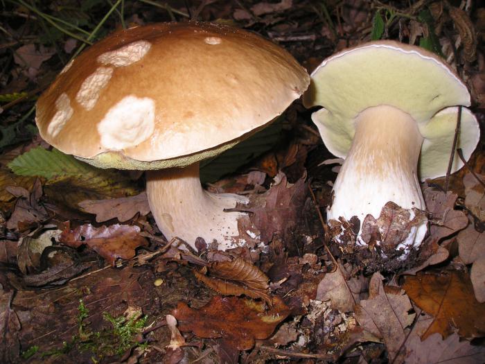 белый гриб описание
