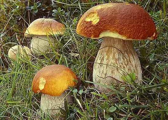 как вырастить белые грибы