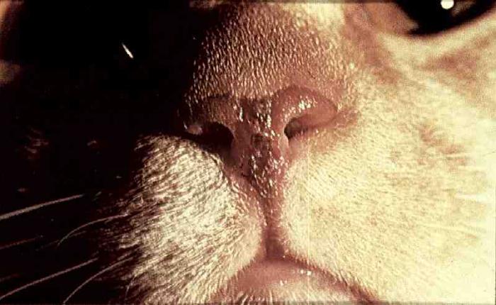 кальцевирусная инфекция у котов