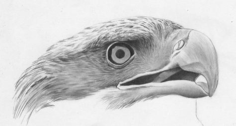 Как нарисовать орла карандашом поэтапно