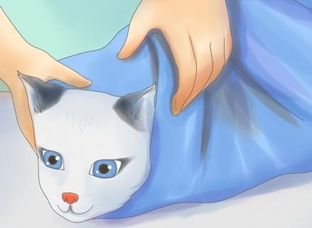 как узнать у кошки температуру