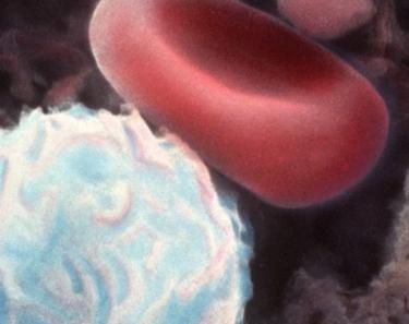 лимфоциты повышены у детей