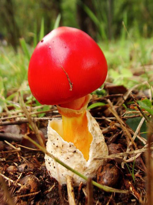 Название и фото грибы краснодарского края фото и описание