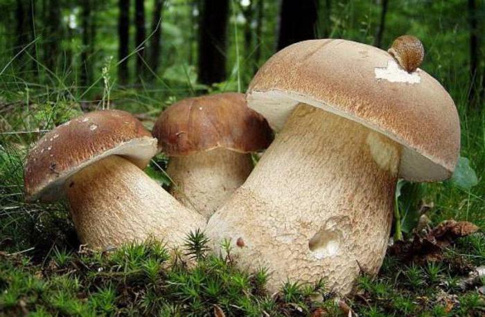 съедобные грибы приморского края